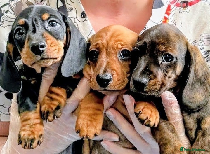 Miniature Dachshund dogs Miniature Dachshund Puppies Ready 12th April - Advert 5