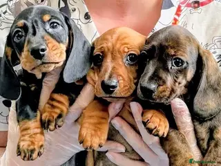 Miniature Dachshund dogs Miniature Dachshund Puppies Ready 12th April - Advert 5