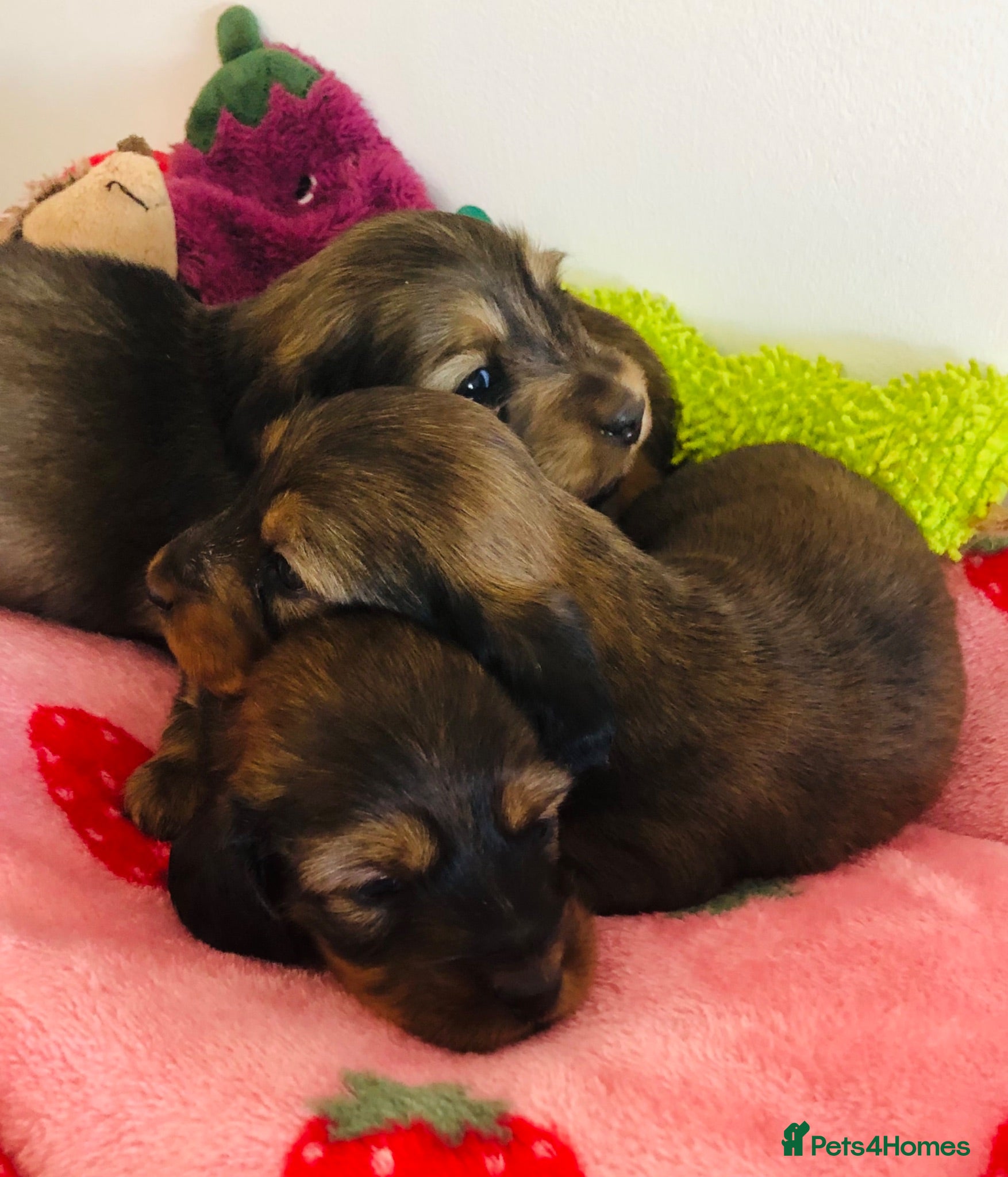 Miniature Dachshund dogs Miniature Dachshunds Longhaired - Advert 10