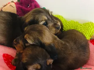 Miniature Dachshund dogs Miniature Dachshunds Longhaired - Advert 10