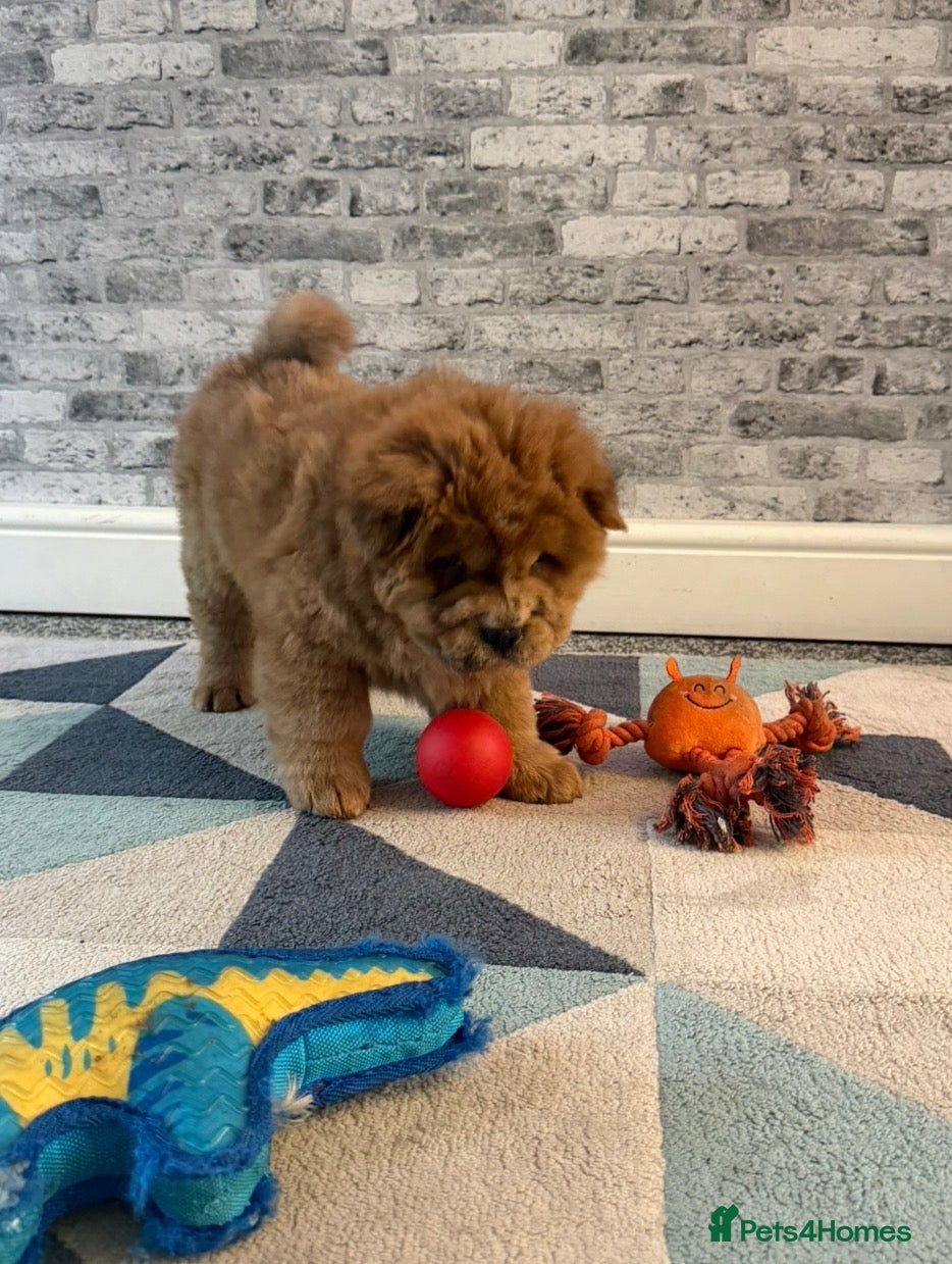 Chow Chow dogs K.c registered chow chow puppies - Advert 11