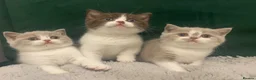 British Shorthair cats for sale: TICA Fawn/Cinnamon Bio colour kittens 💛 - Advert 6