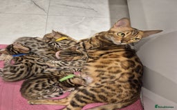 Bengal cats for sale:  🐾Four Beautiful Bengal Kittens🐾 - Image 18