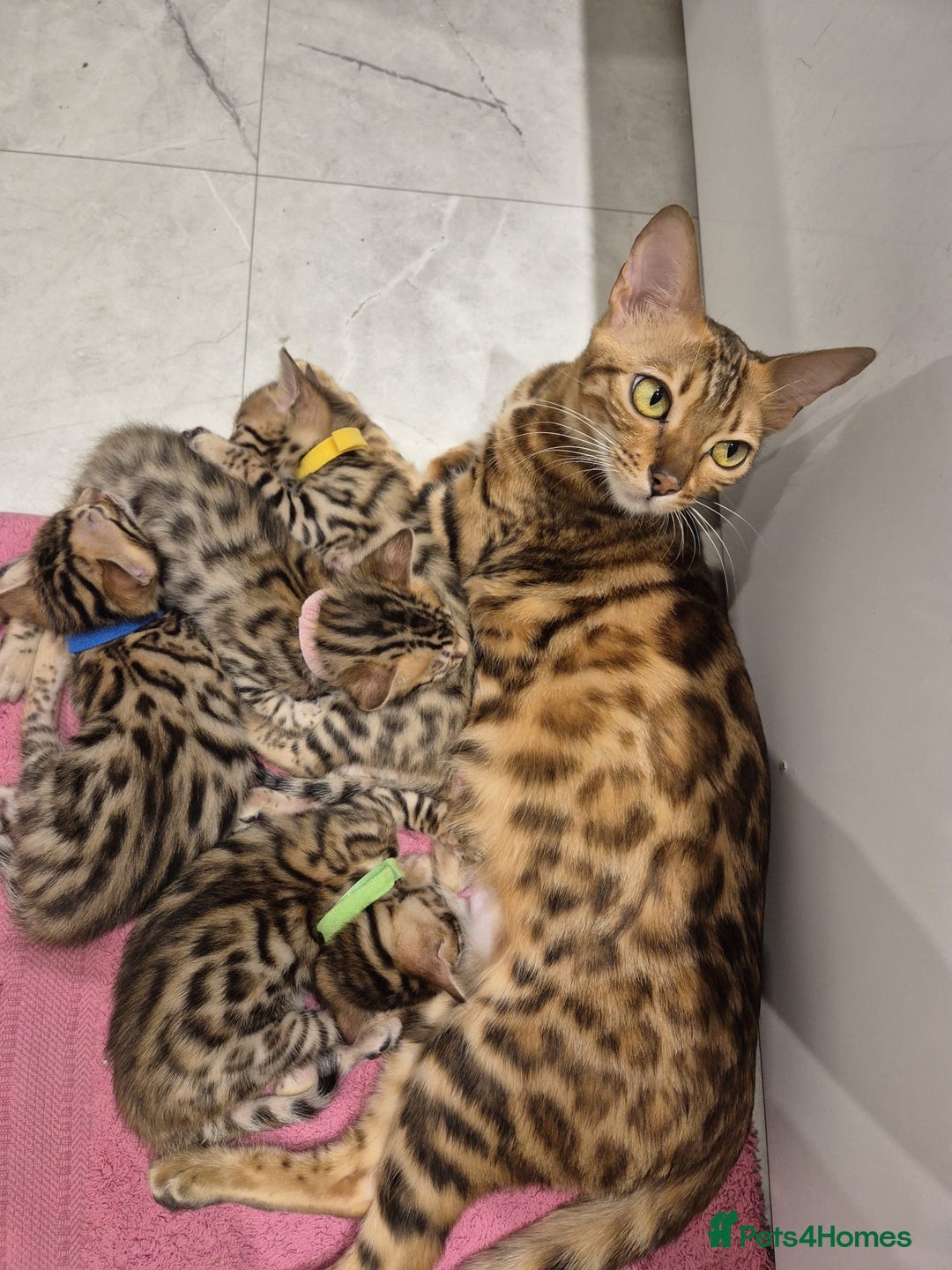 Bengal cats for sale:  🐾Four Beautiful Bengal Kittens🐾 - Image 18