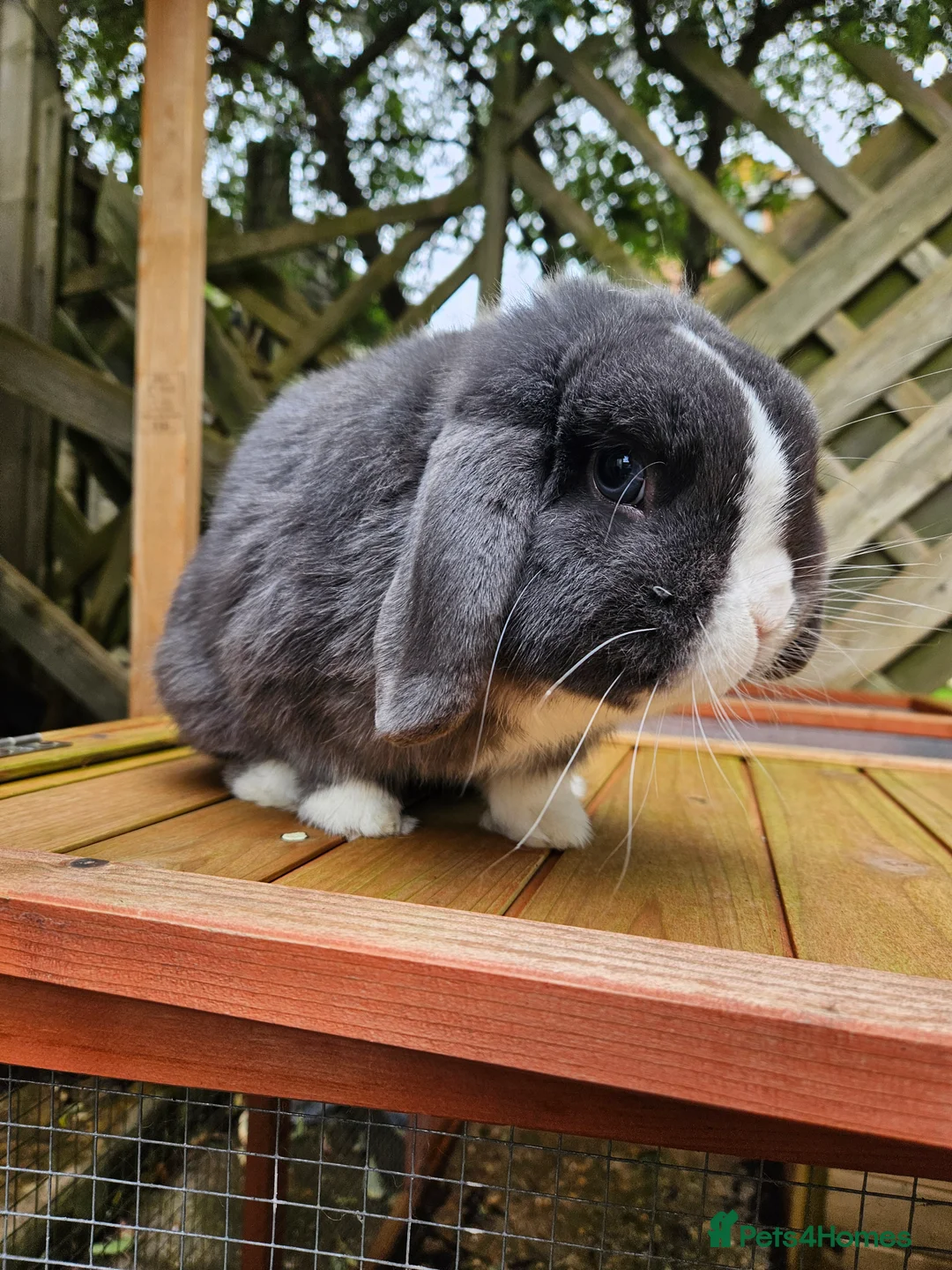 Mini Lop rabbits for sale: Mini lop bucks - Advert 3