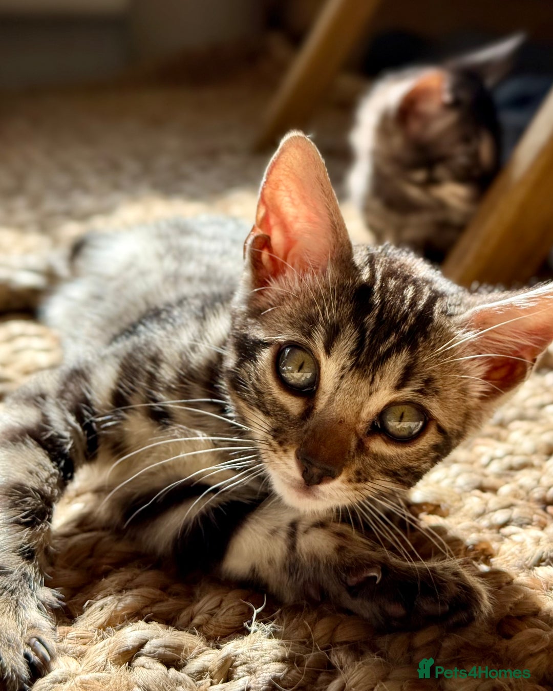 Bengal cats for sale: Stunning Glittered Pedigree Bengal Female TICA reg - Image 14