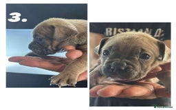 Mixed Breed dogs for sale: French Buldog in Liverpool - Image 17