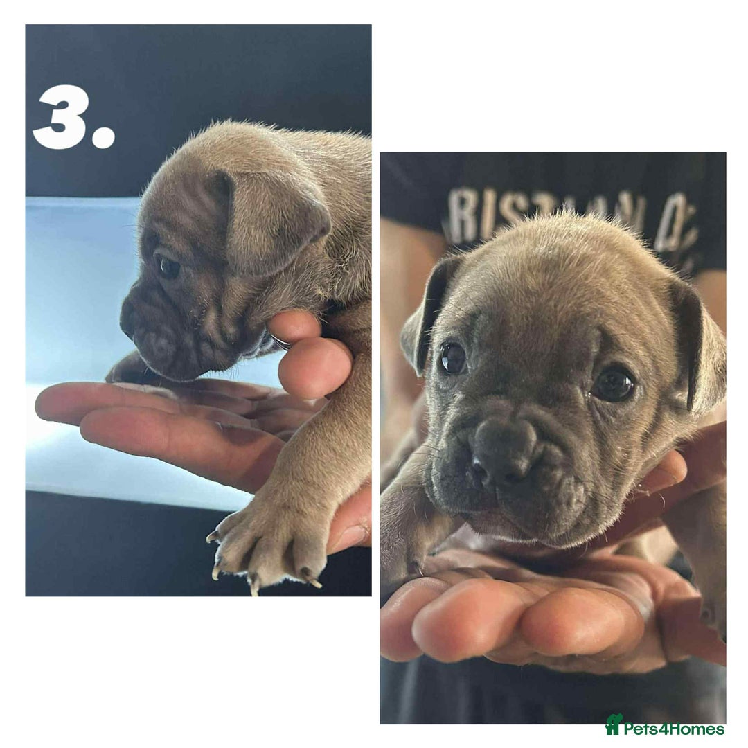 Mixed Breed dogs for sale: French Buldog in Liverpool - Image 17