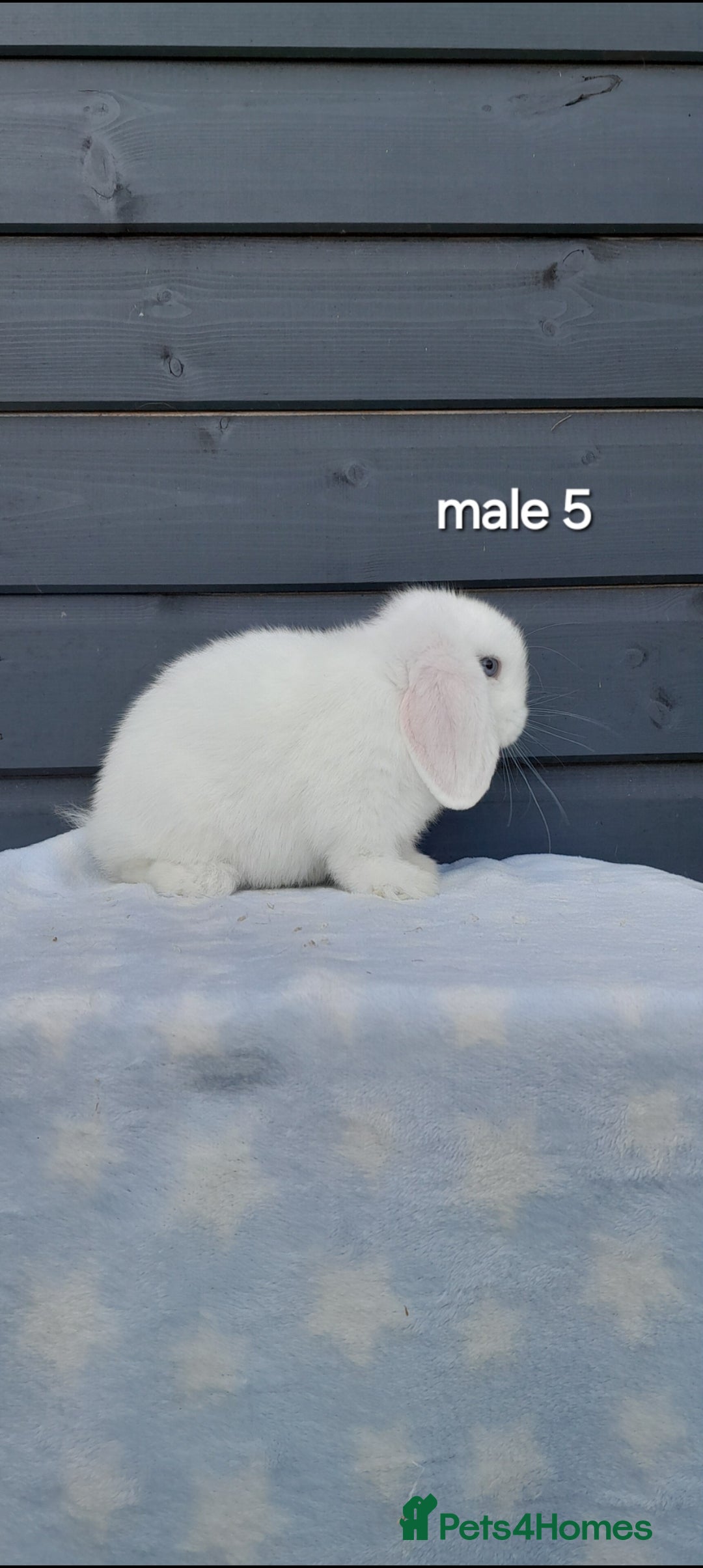 Mini Lop rabbits for sale: Purebred minilops - Image 16