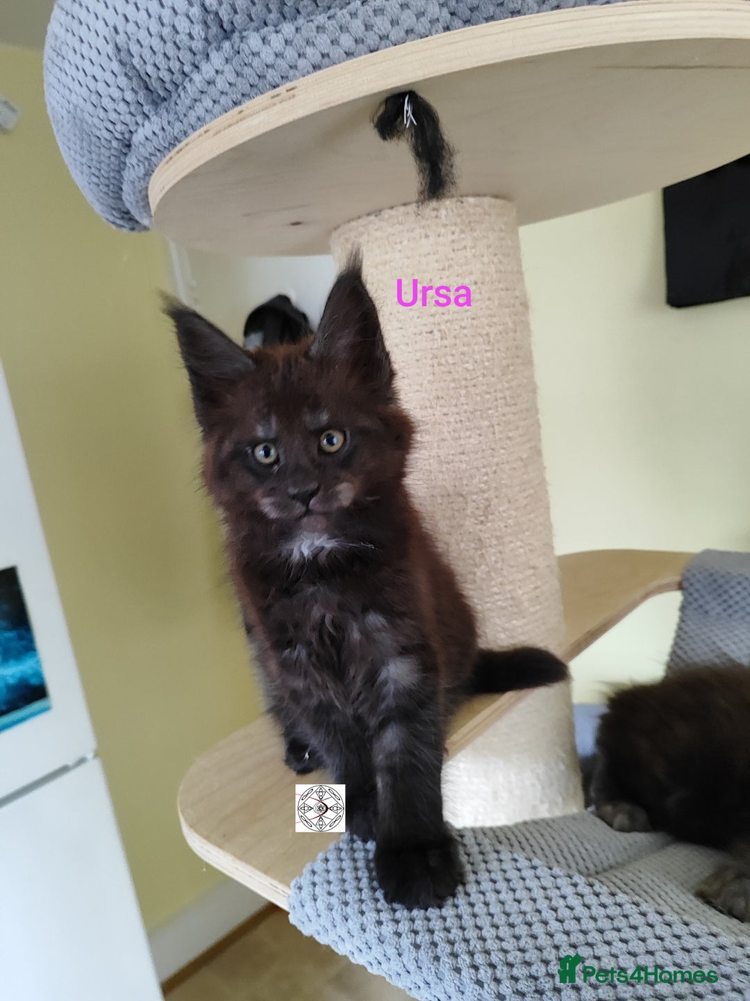 Maine Coon cats for sale: Absolutelly gorgeous kittens  - Image 8