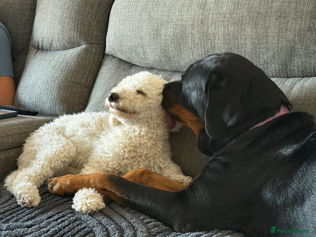Rottweiler dogs for sale: 3 year old female Rottweiler  - Image 9