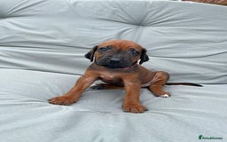 Rhodesian Ridgeback dogs for sale: Ridgeback: Chunky, Large Paws and Full Ridges  in Buckley - Image 25