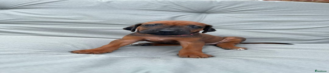Rhodesian Ridgeback Puppy 1 Pink