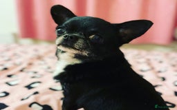 Chihuahua dogs for stud: 2 Super Tiny KC Chihuahua STUDs (Father and son) in Peterborough - Image 12