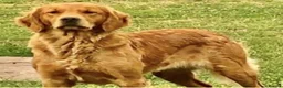 Golden Retriever dogs for sale: Golden retriever pups from health tested parents  - Advert 5