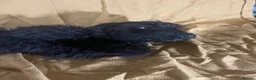Sproodle dogs for sale: Sproodle pup's springer spaniel x poodle hypo coat - Advert 23