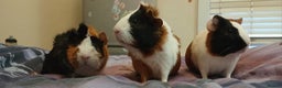 Guinea Pig rodents for sale: Free  - Advert 4
