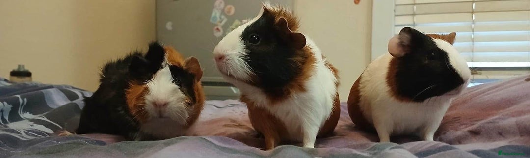 Guinea Pig rodents for sale: Free  - Advert 4