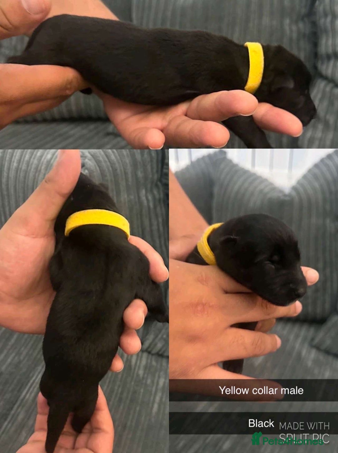Belgian Shepherd Dog dogs for sale: JOKERLampak9🔥Narla VVk9🔥 belgian Malinois puppys - Image 7