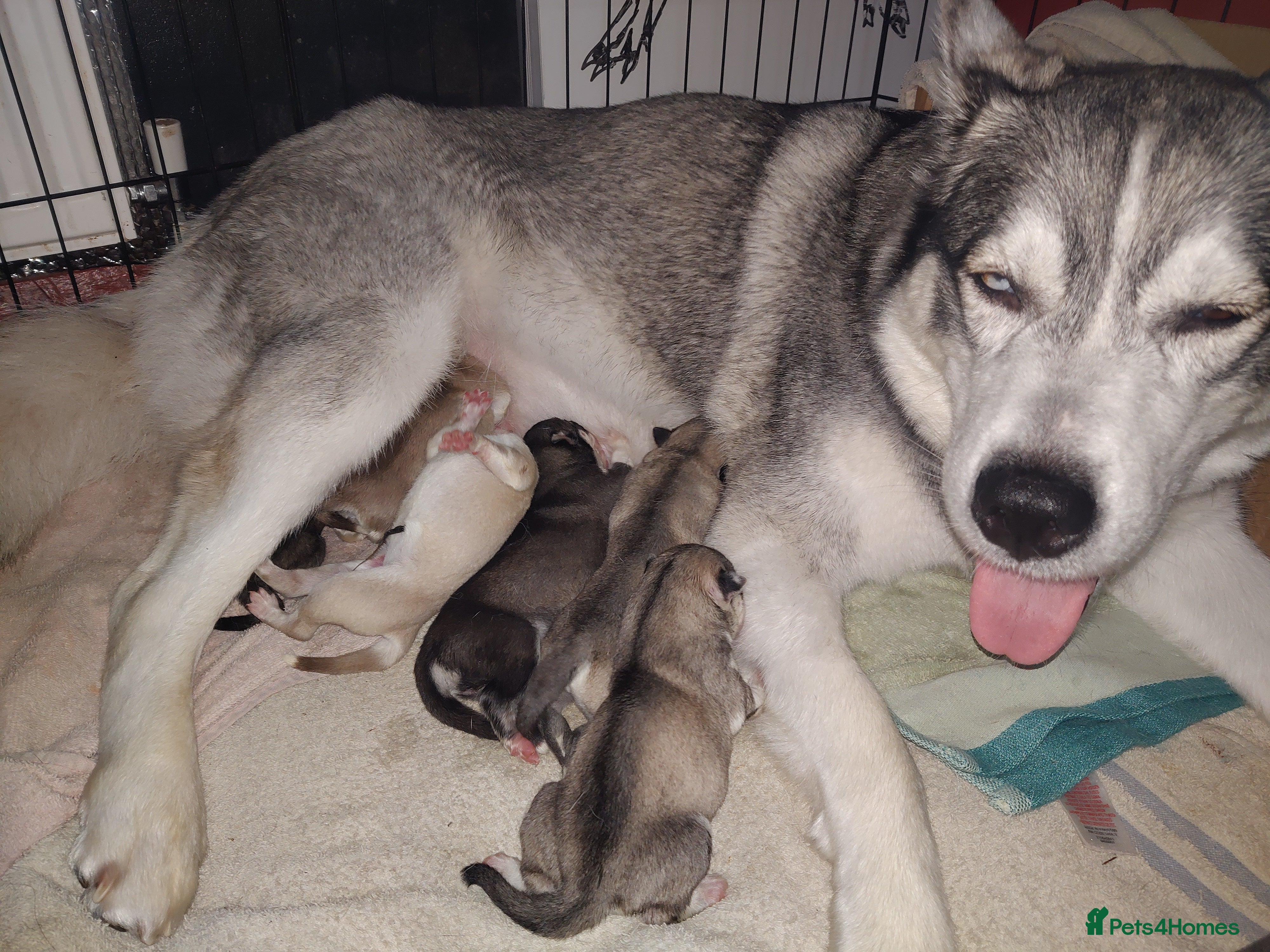 Siberian Husky dogs Beautiful Siberian husky litter - Advert 1