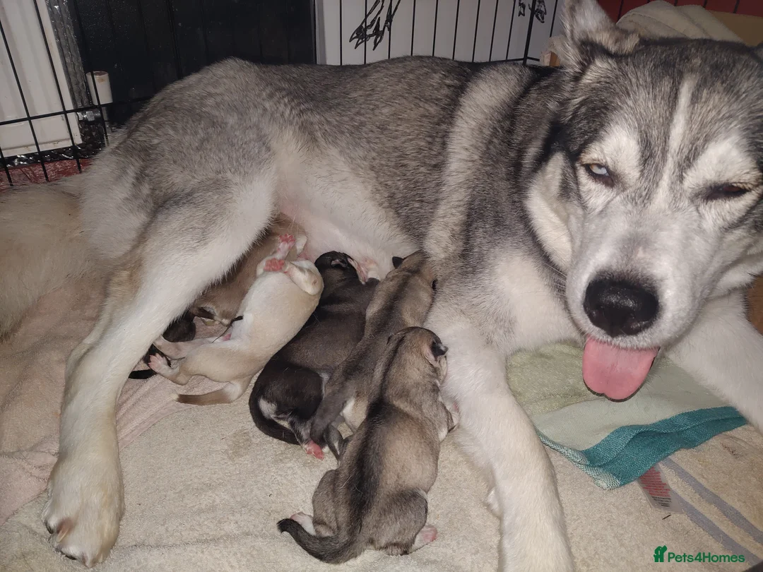 Siberian Husky dogs for sale: Beautiful Siberian husky litter - Advert 1