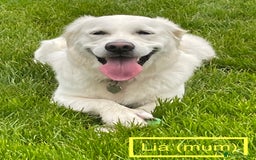 Golden Retriever dogs for sale: KC-Reg Golden Puppies @ Sunaraelia - Due 23/10/25 - Image 3
