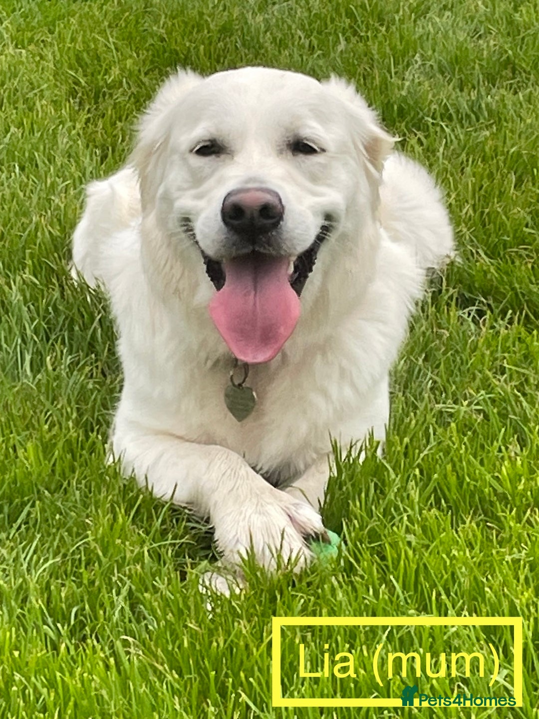 Golden Retriever dogs for sale: KC-Reg Golden Puppies @ Sunaraelia - Due 23/10/25 - Image 3