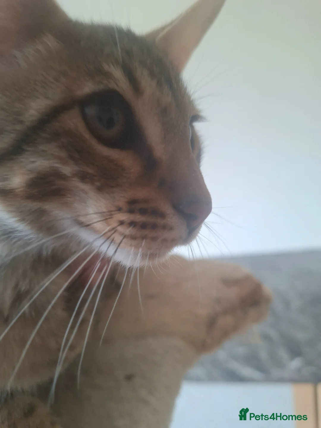 Savannah cats for sale: SAVANNAH TICA SBTF7 MARS HUGE BOY LIVELY & FUN in Mexborough - Advert 2