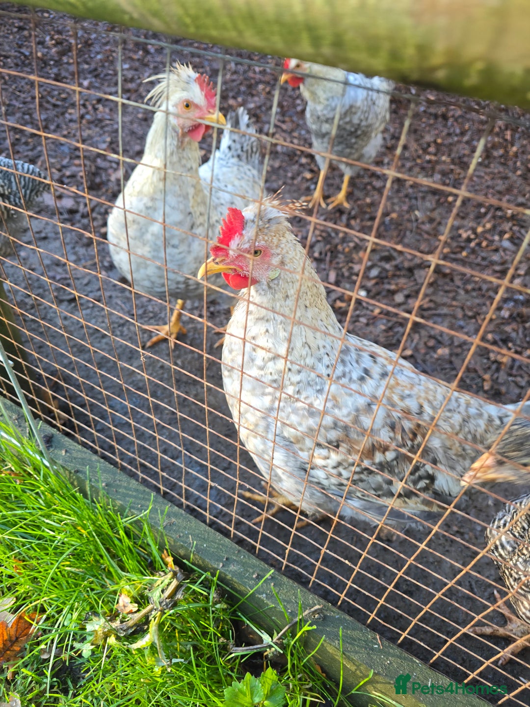 Chickens poultry for sale: Lavender Pekin Bantam Cream Legbar chickens  - Advert 12