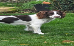 Sprocker dogs for sale: Gorgeous Sprocker spaniel girl 7 months old - Advert 2
