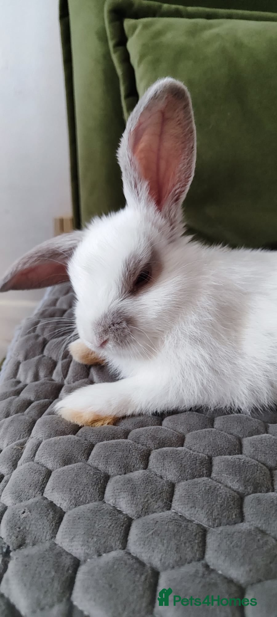 Mini Lop rabbits Mini lop  - Advert 2