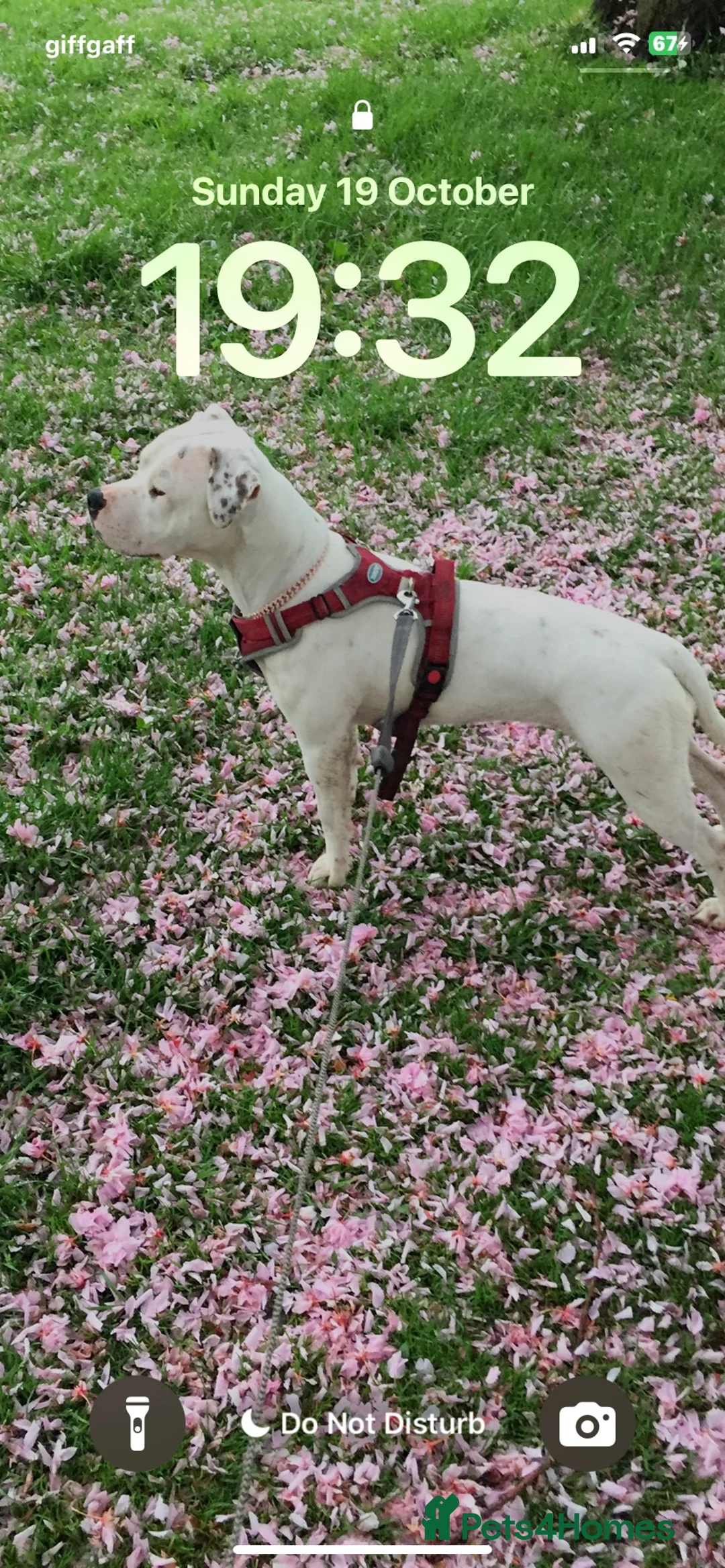 Staffordshire Bull Terrier dogs for sale: Staffy cross in Colne - Advert 2