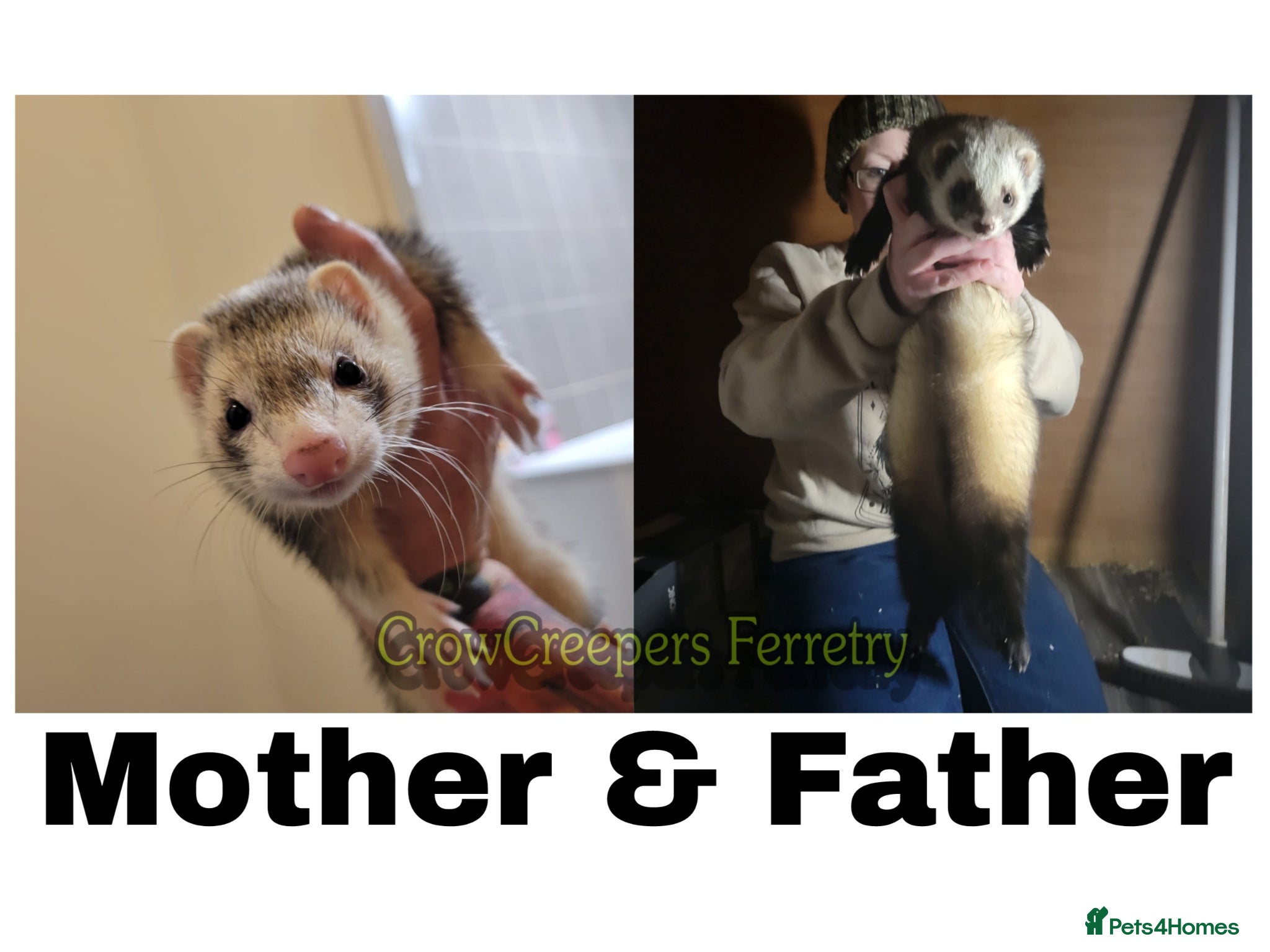 Ferret rodents Ferret Kits for Sale - Advert 7
