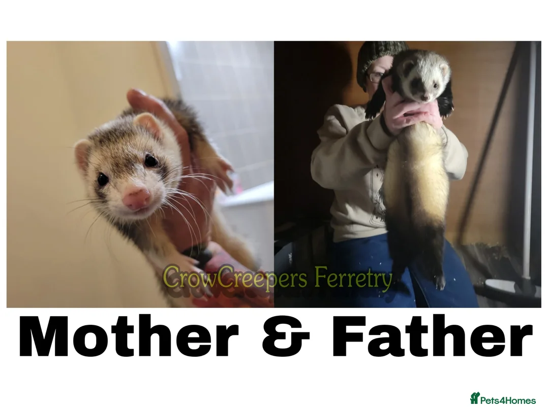 Ferret rodents for sale: Ferret Kits for Sale - Advert 2