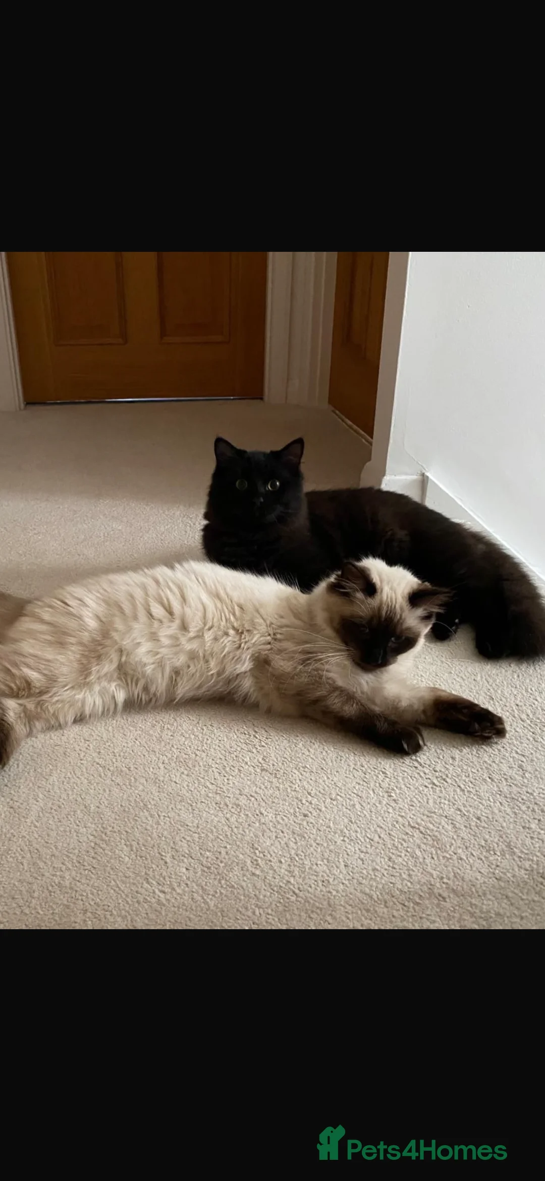 Siberian cats for sale: One pure Siberian male- 4th litter very large  - Advert 6