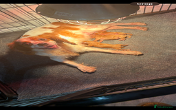 Cavapoo dogs for sale: Stunning health tested Cavapoo puppies - Image 15