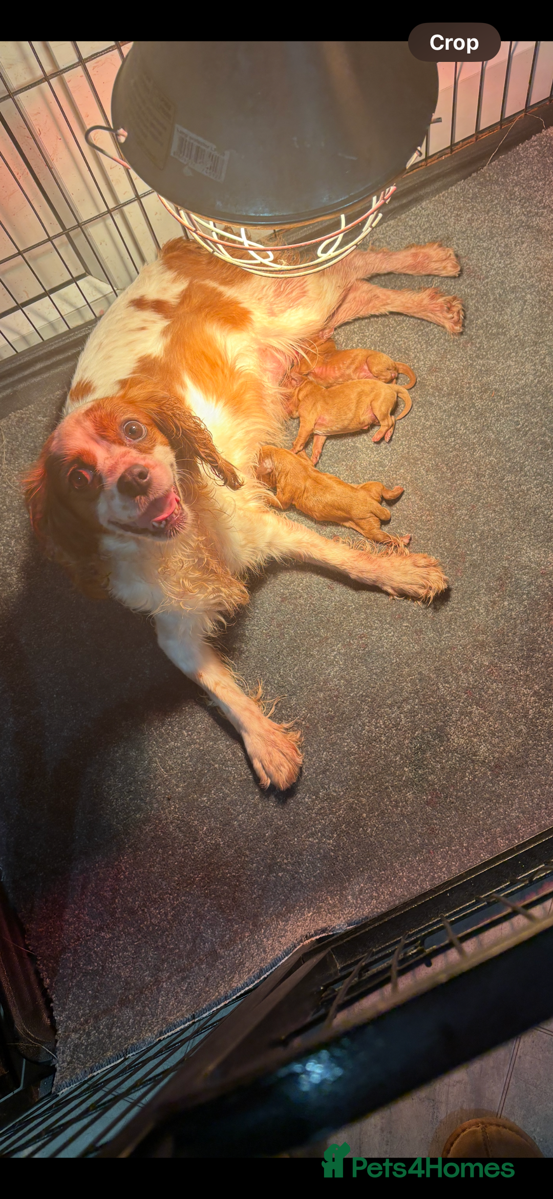 Cavapoo dogs for sale: Stunning health tested Cavapoo puppies - Image 15