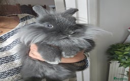 Lionhead rabbits for sale: Beautiful Blue Lion Head Boy - Advert 6