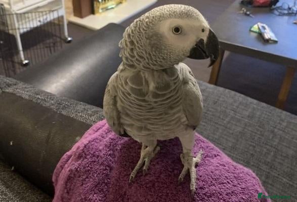 Parrots birds congo african grey  for sale  - Advert 4