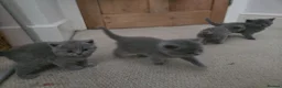 British Shorthair cats for sale: Beautiful  British Shorthair Kittens in Bournemouth - Advert 14