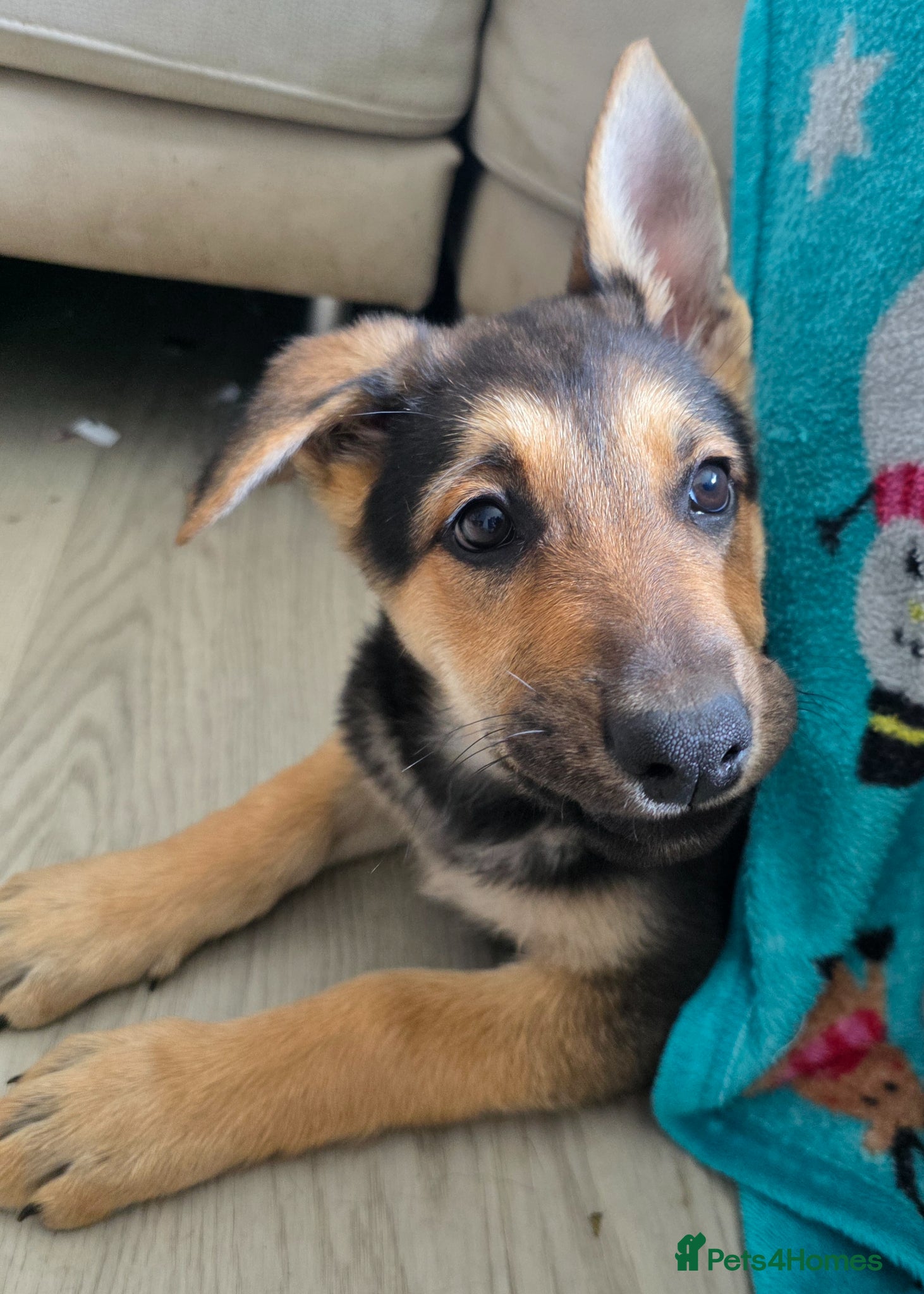 Mixed Breed dogs Doberman shepherd x german shepherd puppies  - Advert 9