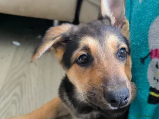 Mixed Breed dogs Doberman shepherd x german shepherd puppies - Advert 9