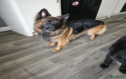 German Shepherd dogs for sale: GLENCONNER KC REGISTERED GERMAN SHEPHERD PUPS  - Image 13
