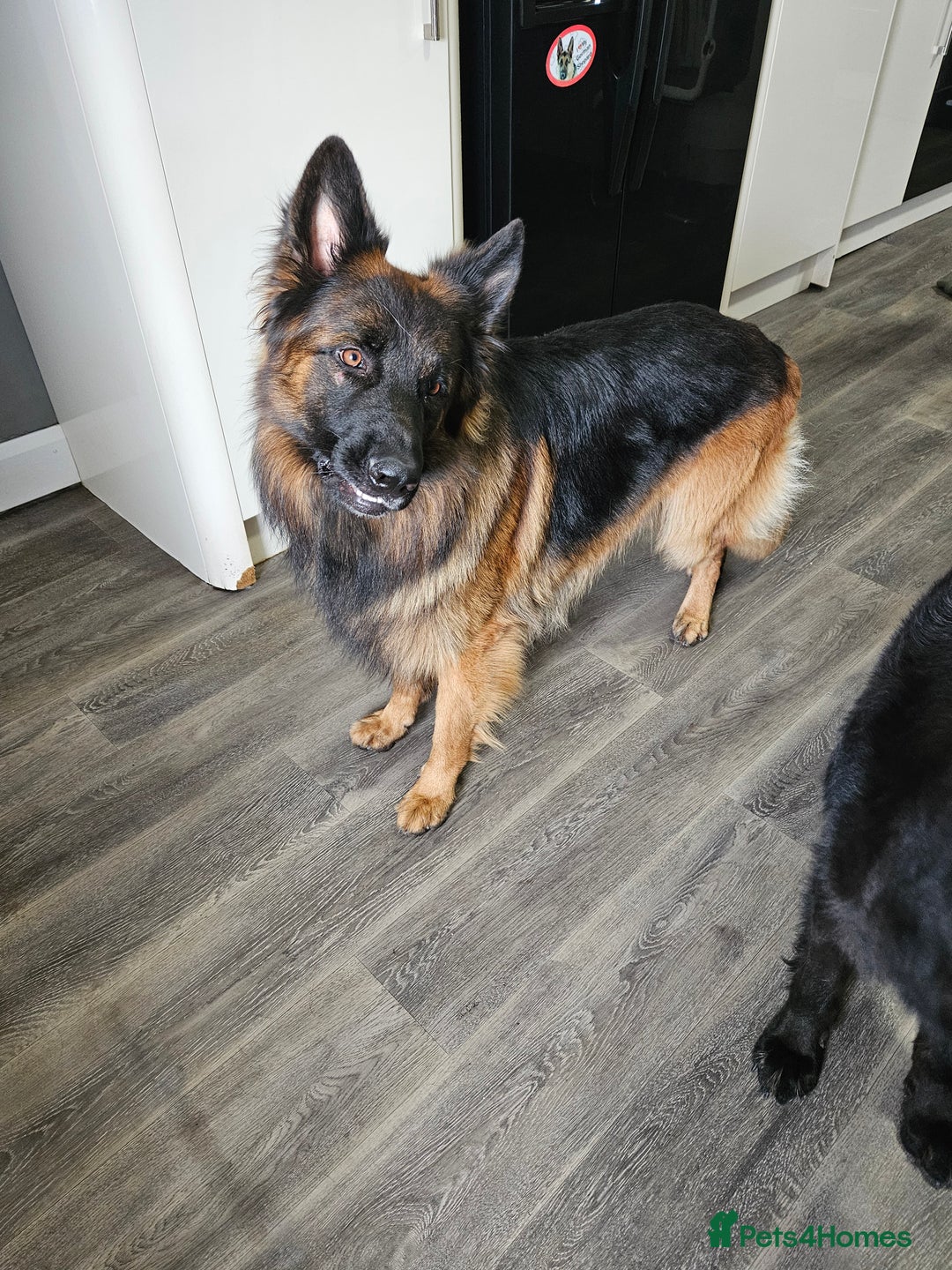 German Shepherd dogs for sale: GLENCONNER KC REGISTERED GERMAN SHEPHERD PUPS  - Image 13