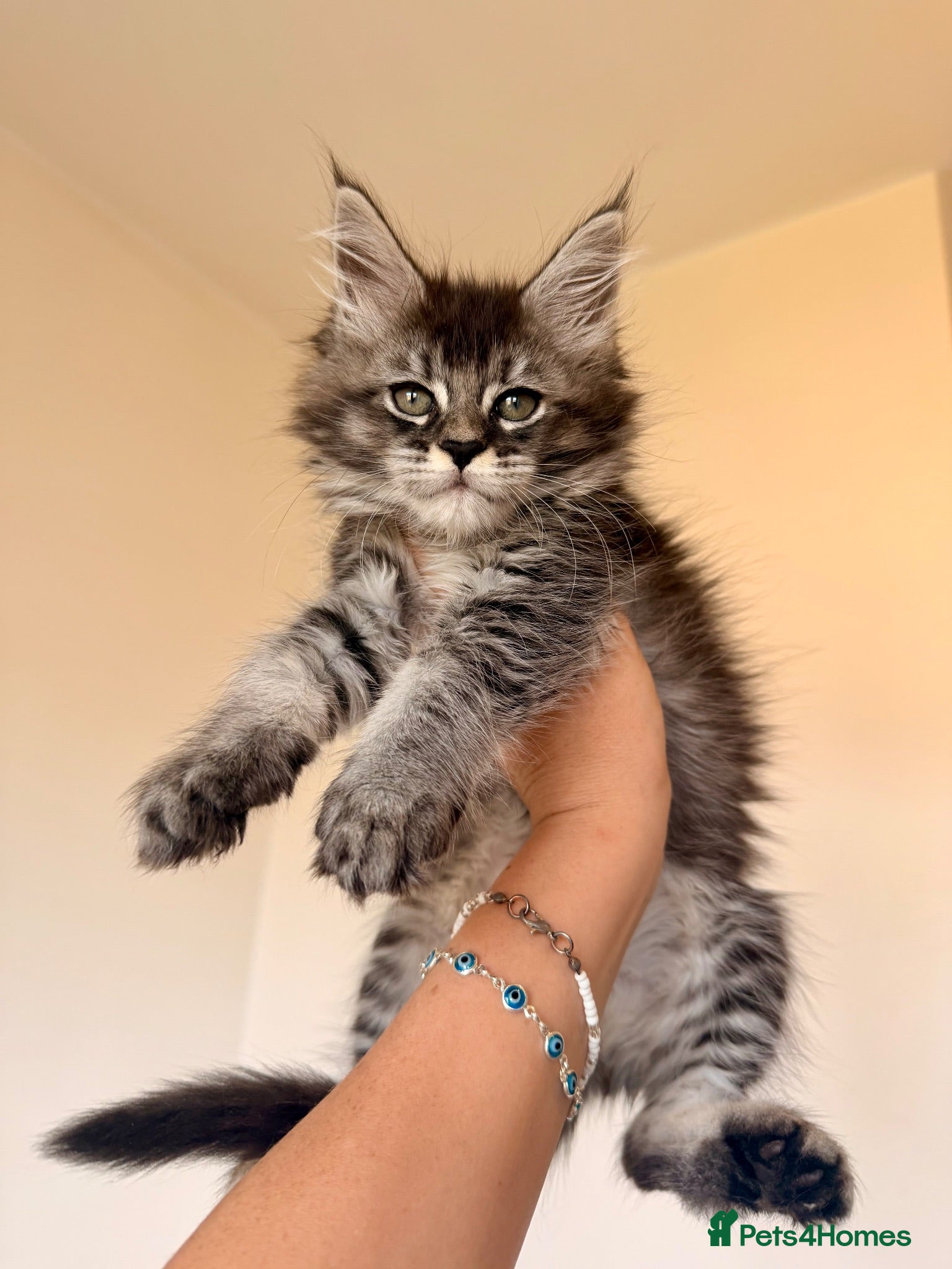 Maine Coon cats GCCF HealthTested Russian Championline Mainecoons  - Advert 5