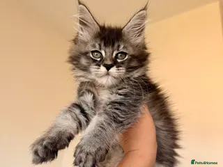 Maine Coon cats GCCF HealthTested Russian Championline Mainecoons - Advert 5