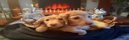 Miniature Dachshund dogs for sale: Champion Line KC Mini Longhair Dachshund Pups - Advert 5