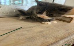 Russian Blue cats for sale: 2 blue and white long haired kittens  - Image 6
