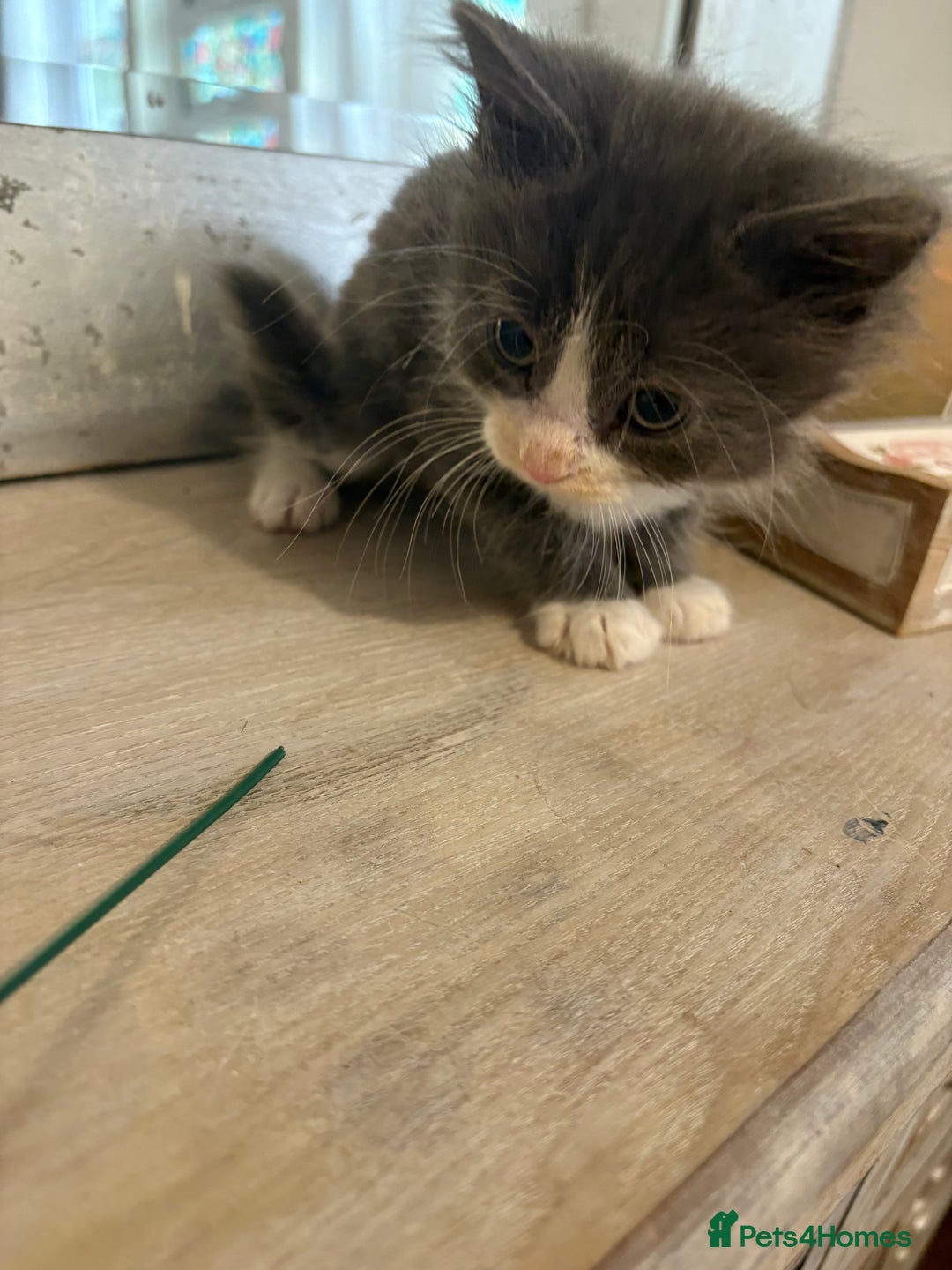Russian Blue cats for sale: 2 blue and white long haired kittens  - Image 6