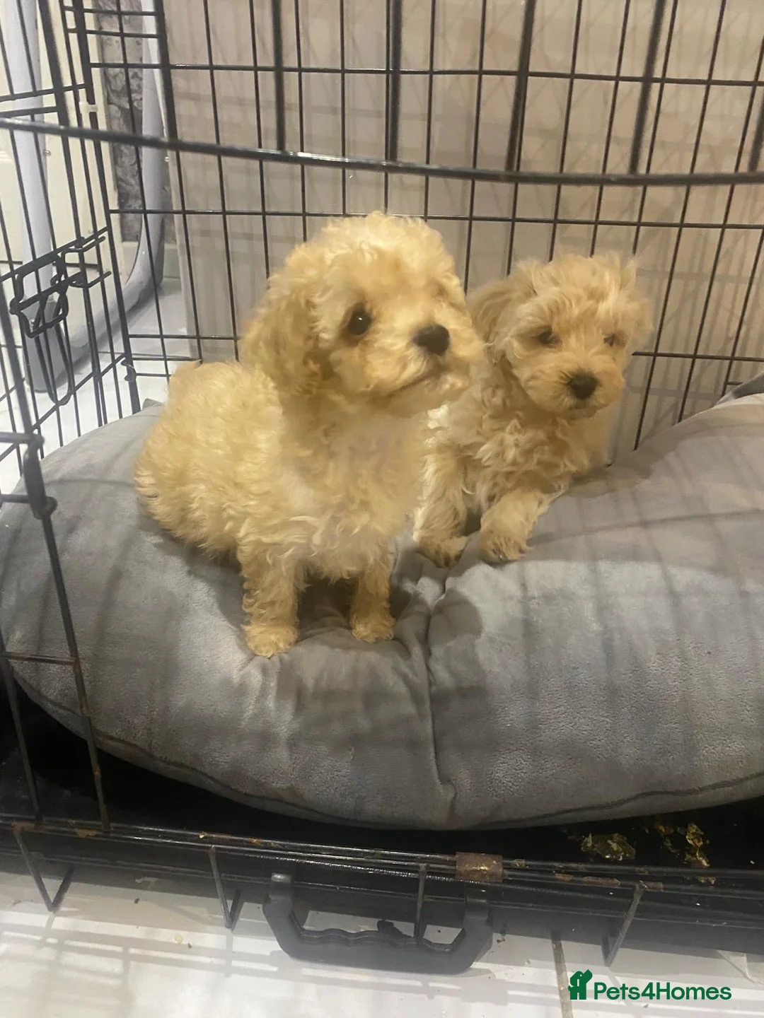 Maltipoo dogs for sale: Miniature maltipoo puppies - Advert 14